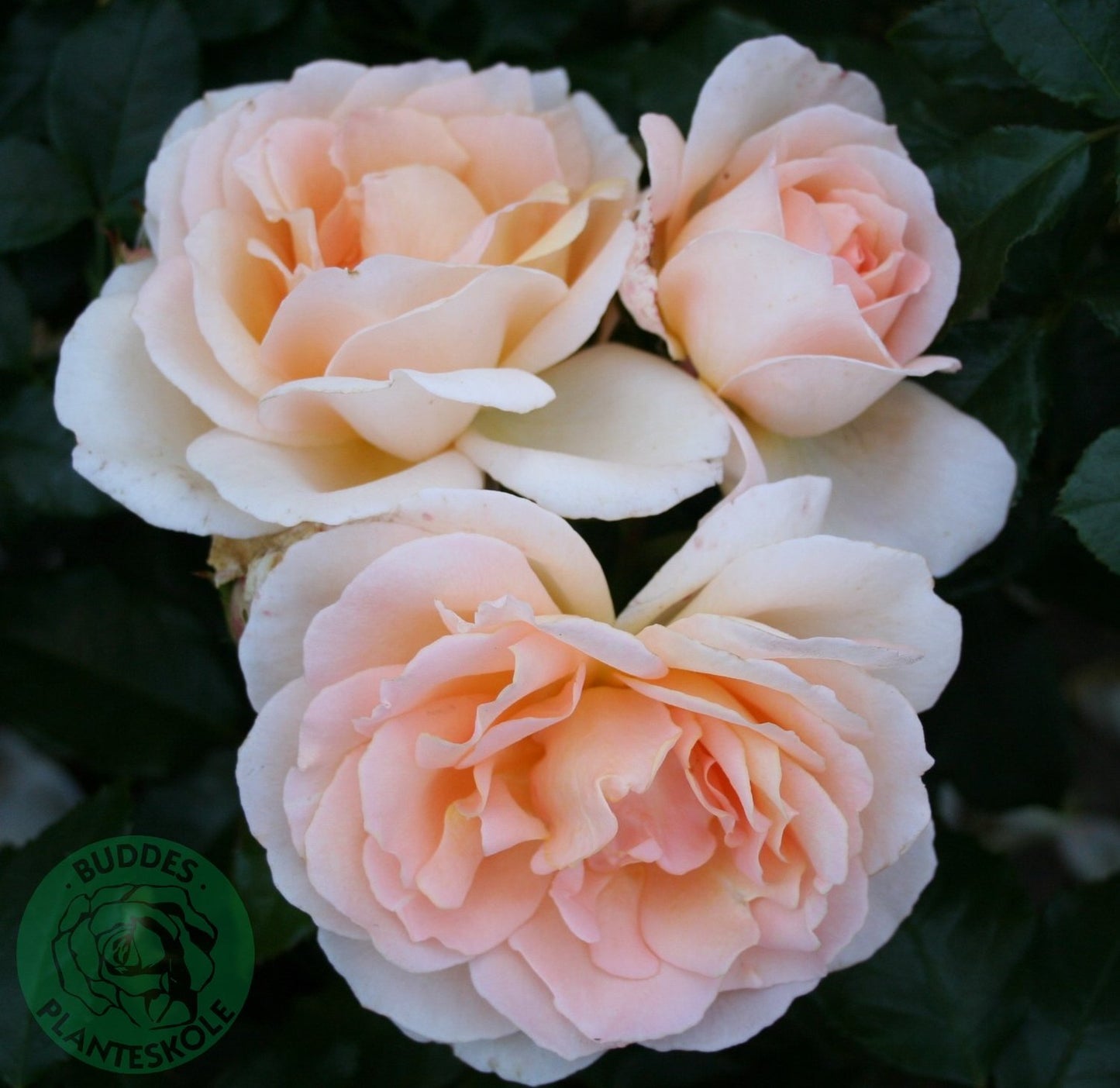Rosa Morten Korch