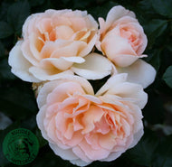 Rosa Morten Korch