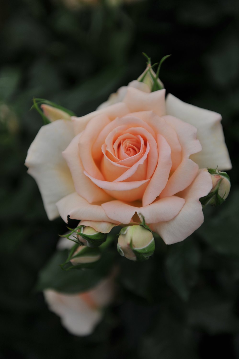 Rosa Morten Korch