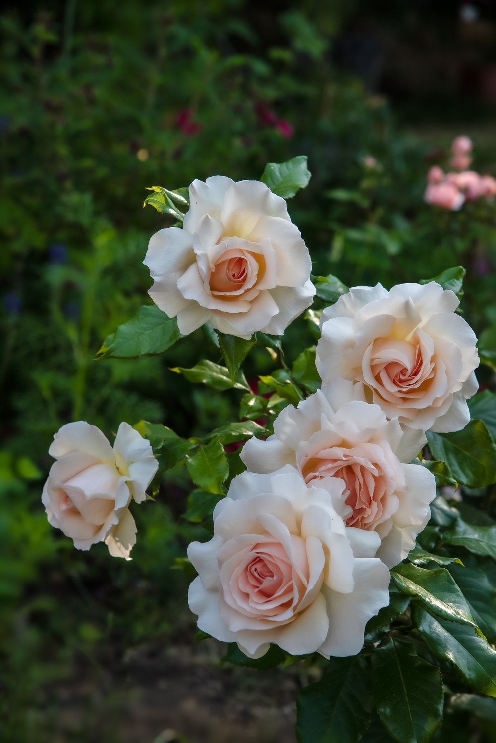 Rosa Morten Korch