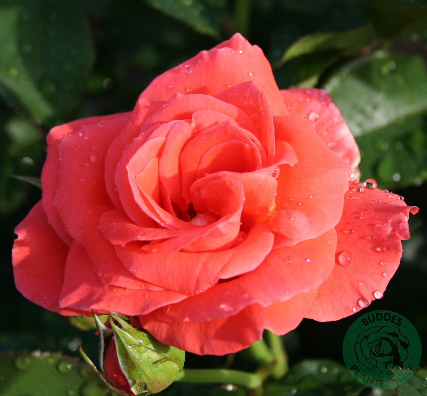 Rosa Prinsesse Marie