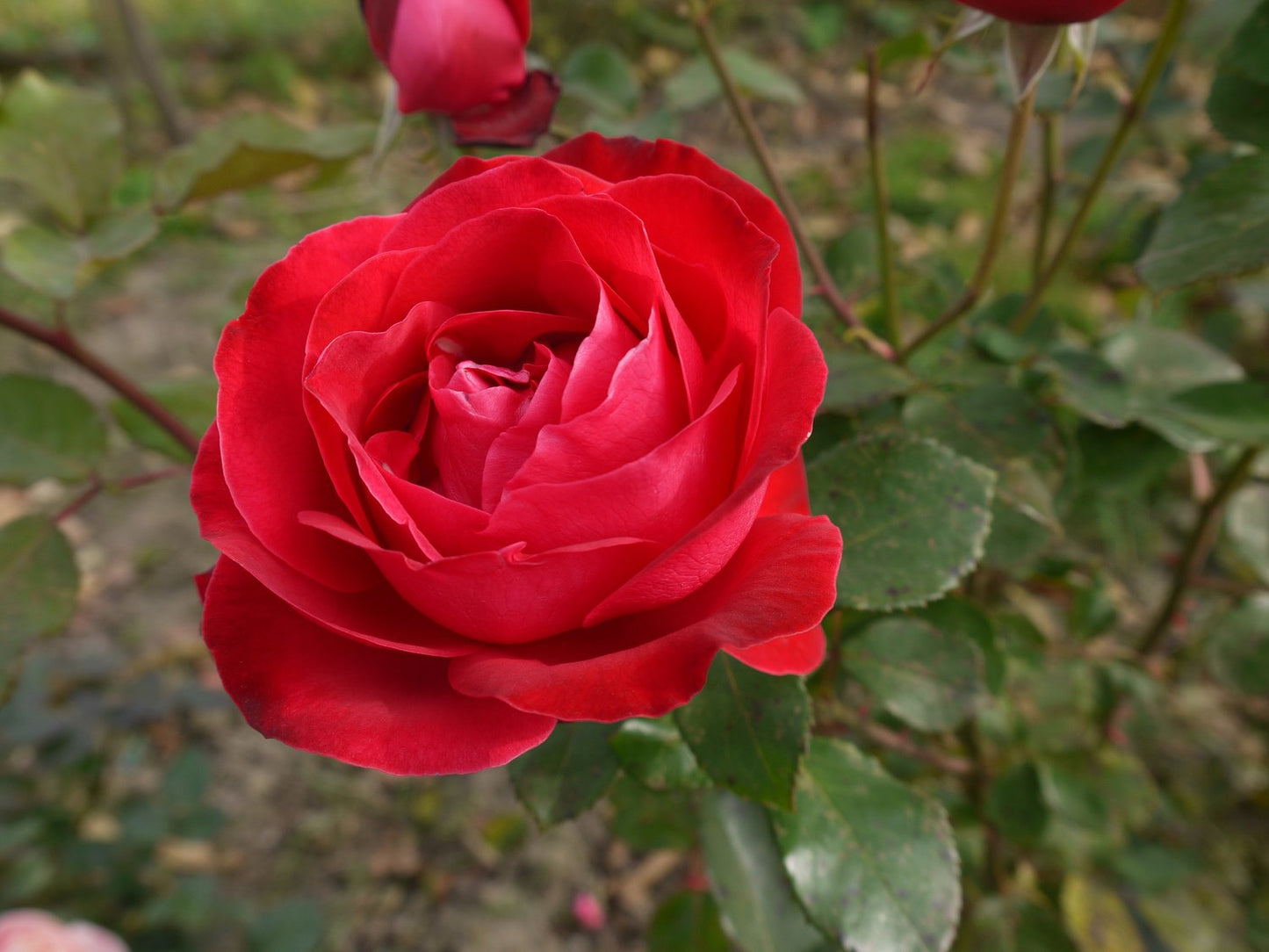 Rosa Carl Philip