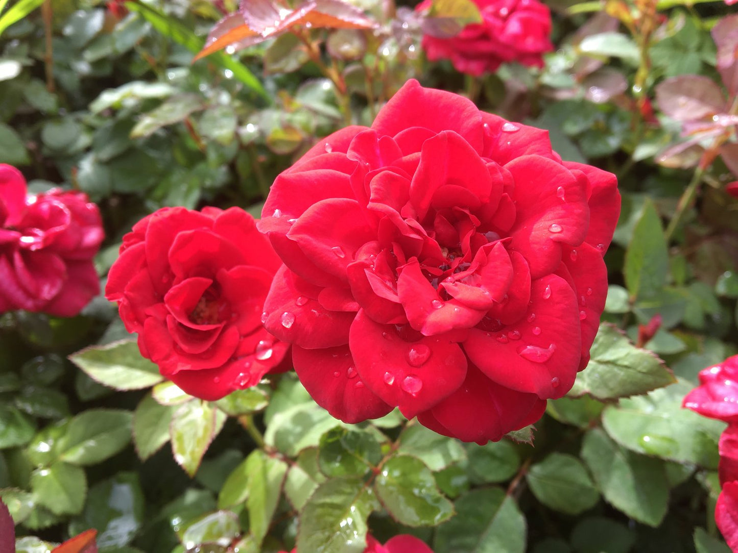 Rosa Carl Philip