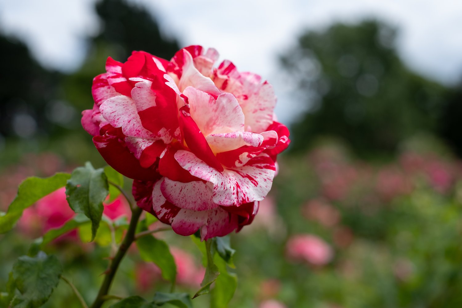 Rosa ROCK AND ROLL