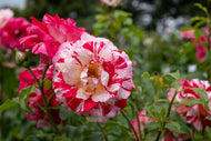 Rosa ROCK AND ROLL