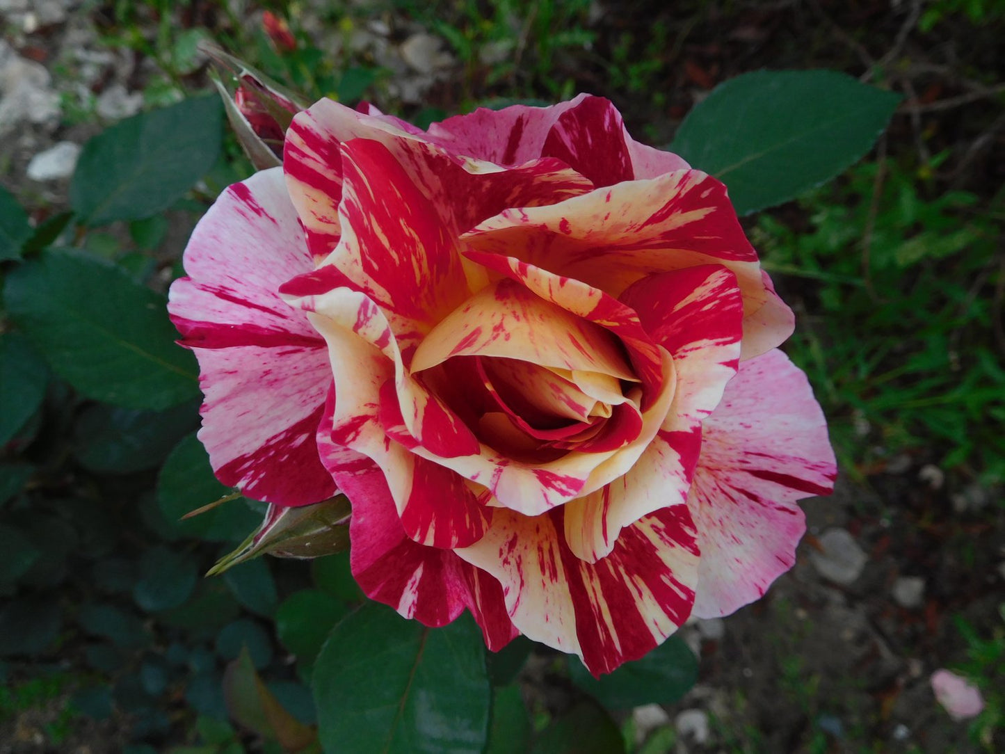 Rosa ROCK AND ROLL