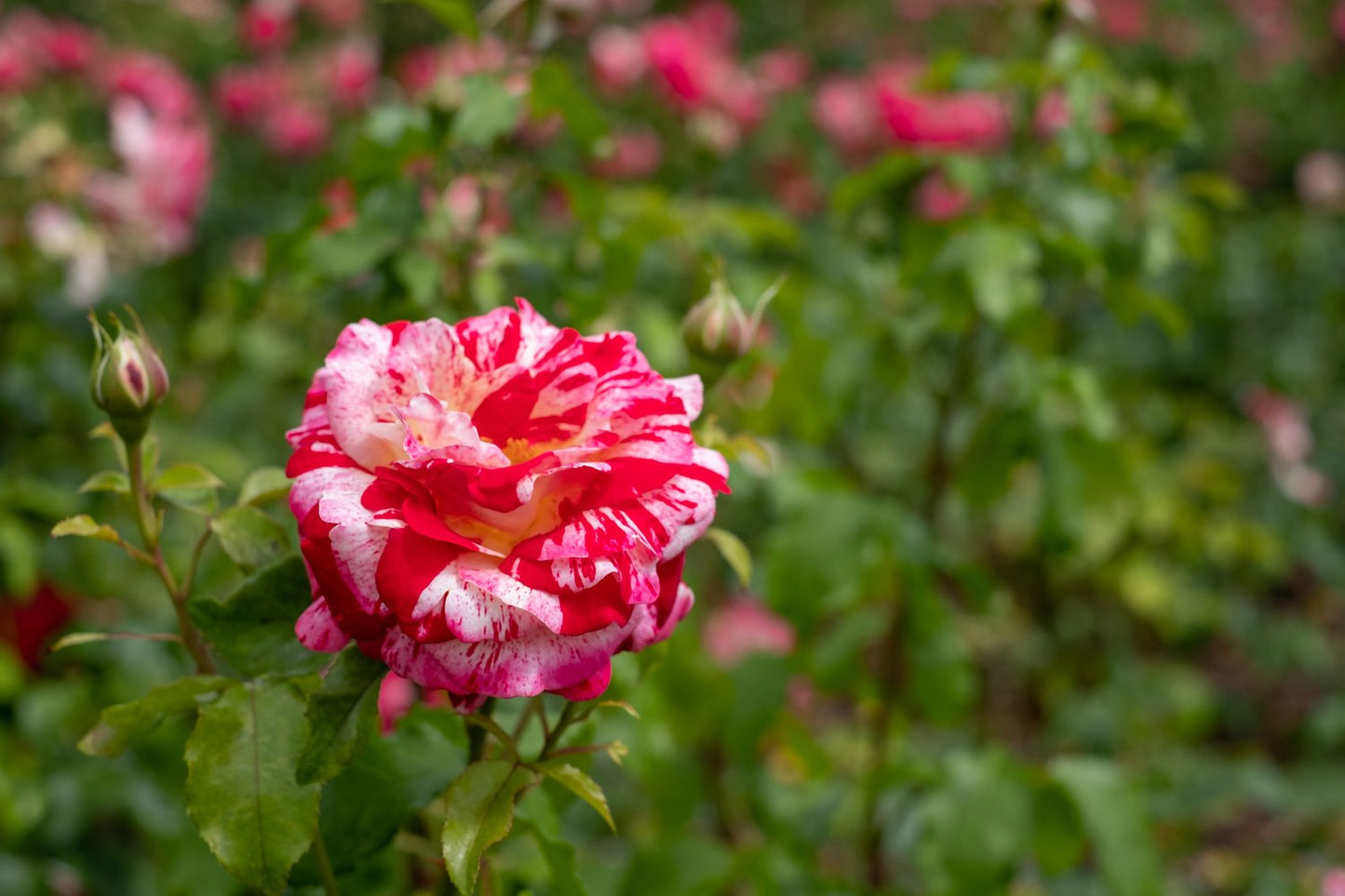 Rosa ROCK AND ROLL