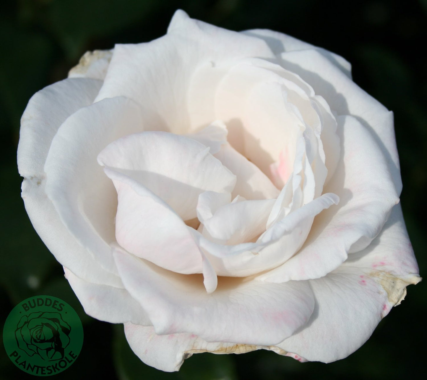 Rosa Royal Copenhagen