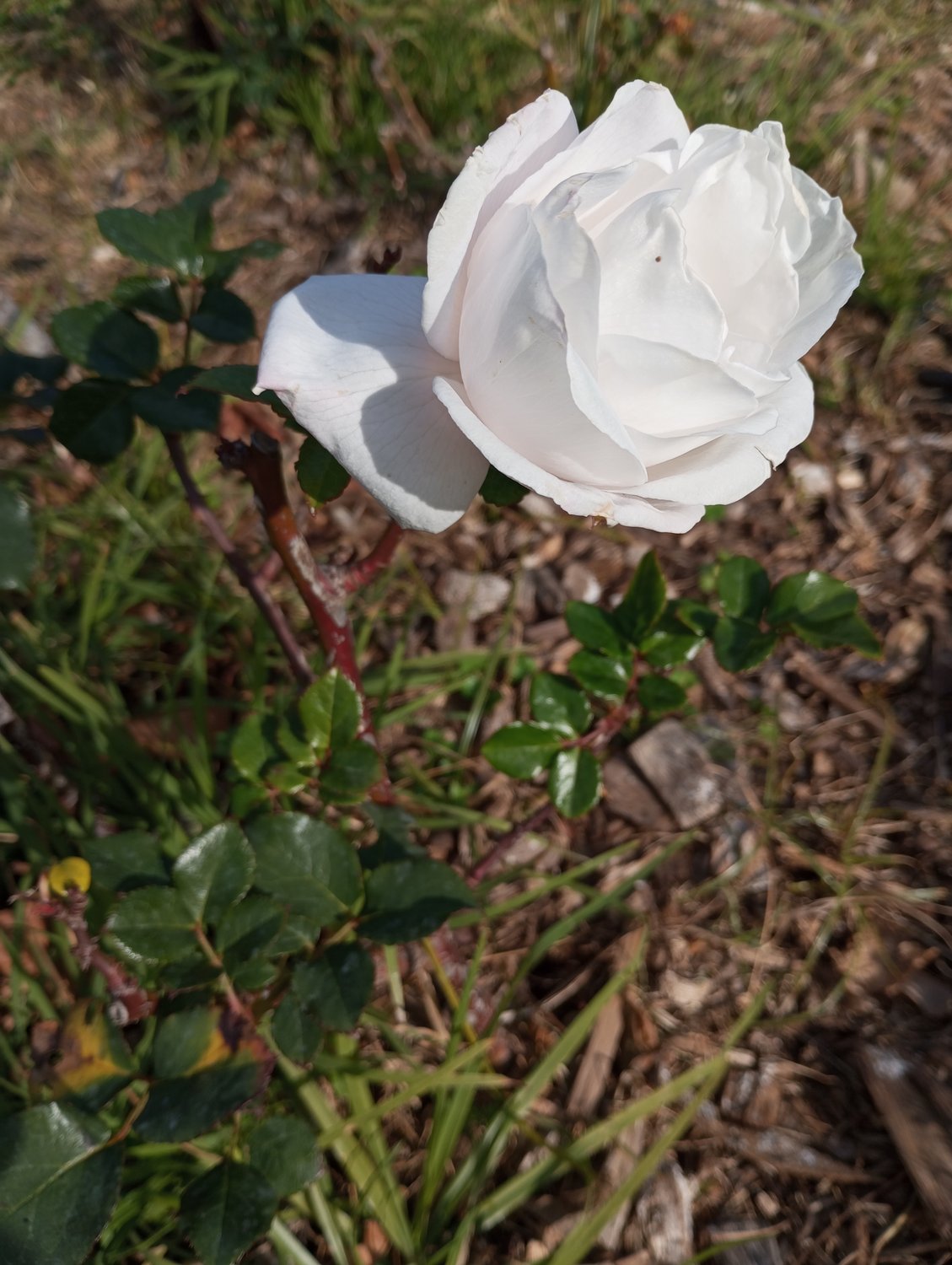 Rosa Royal Copenhagen