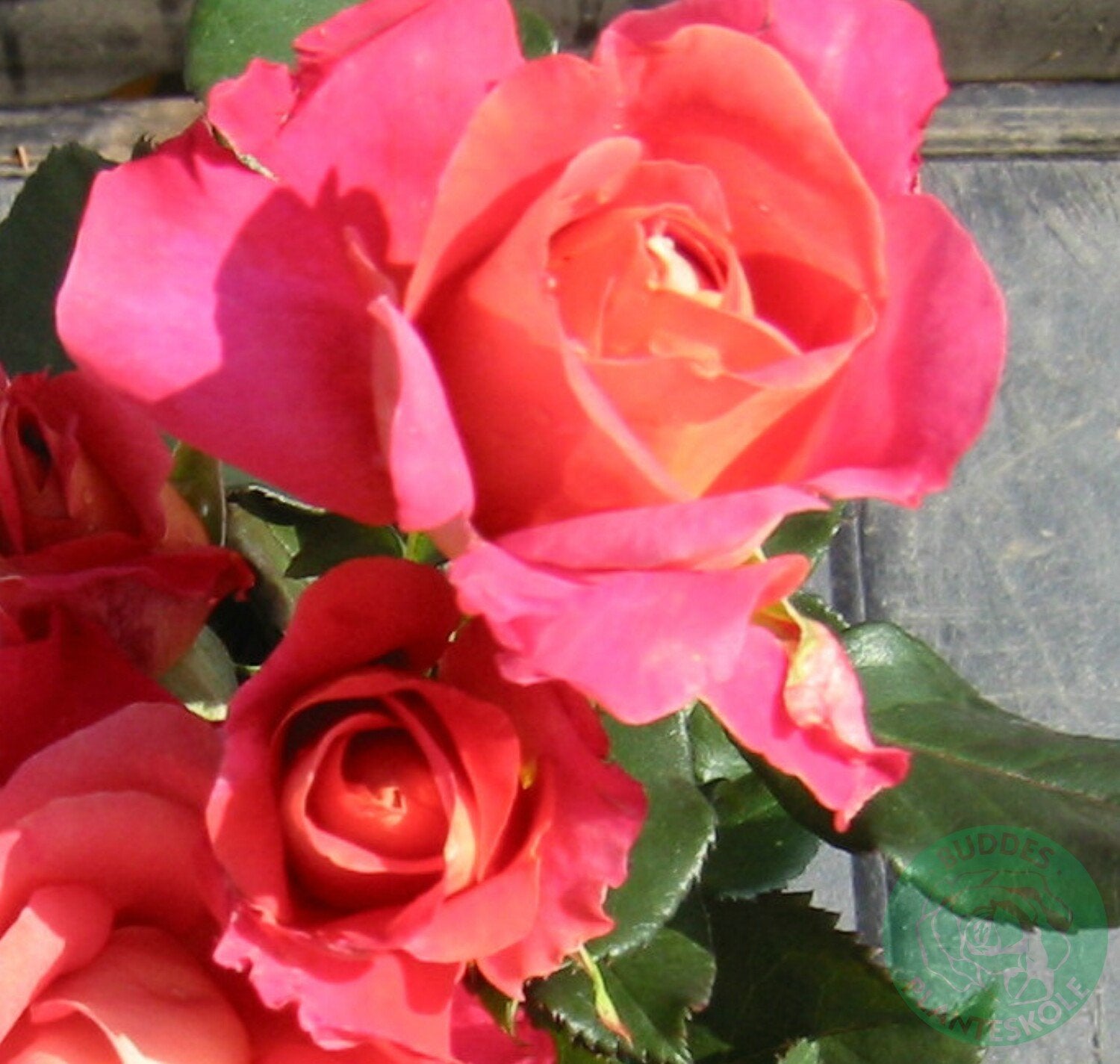 Rosa 'Thor Heyerdahl'