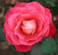 Rosa 'Thor Heyerdahl'