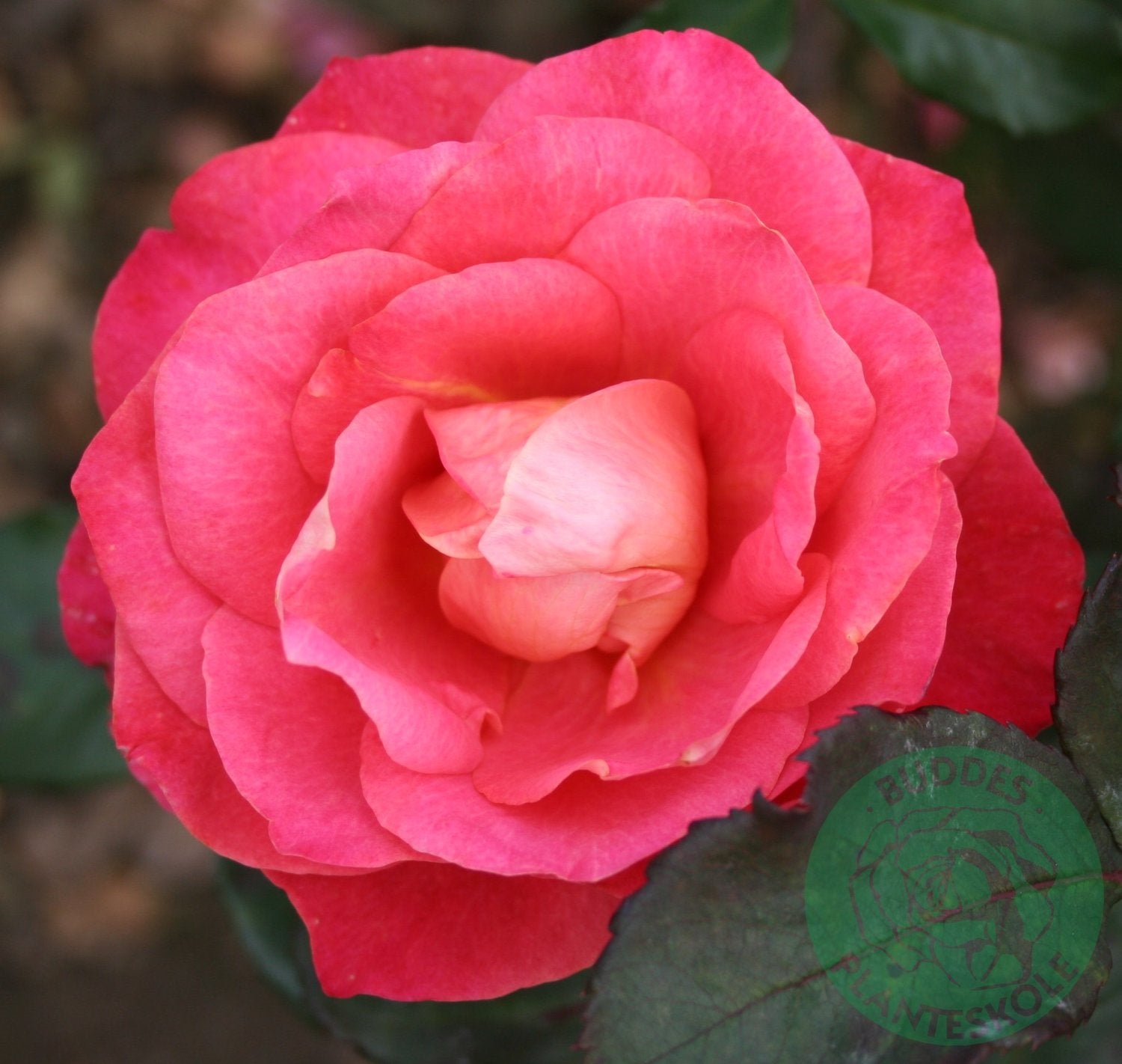 Rosa 'Thor Heyerdahl'
