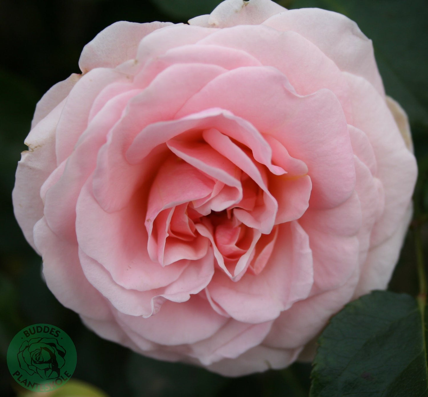 Rosa Dronning Margrethe