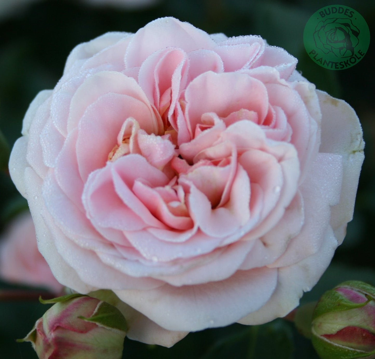 Rosa Dronning Margrethe