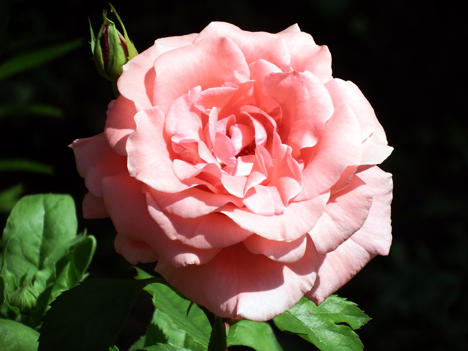 Rosa Dronning Margrethe