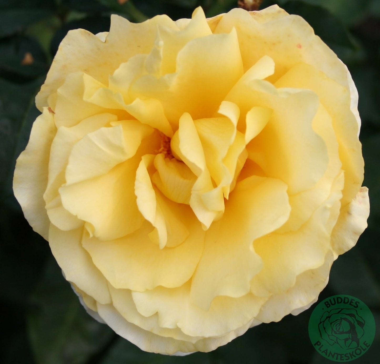 Rosa Tivoli 150