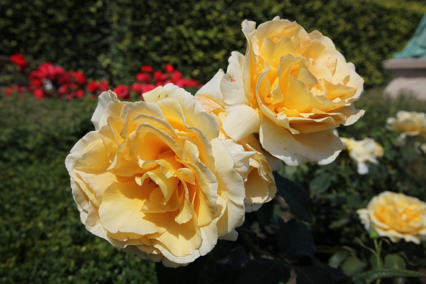 Rosa Tivoli 150
