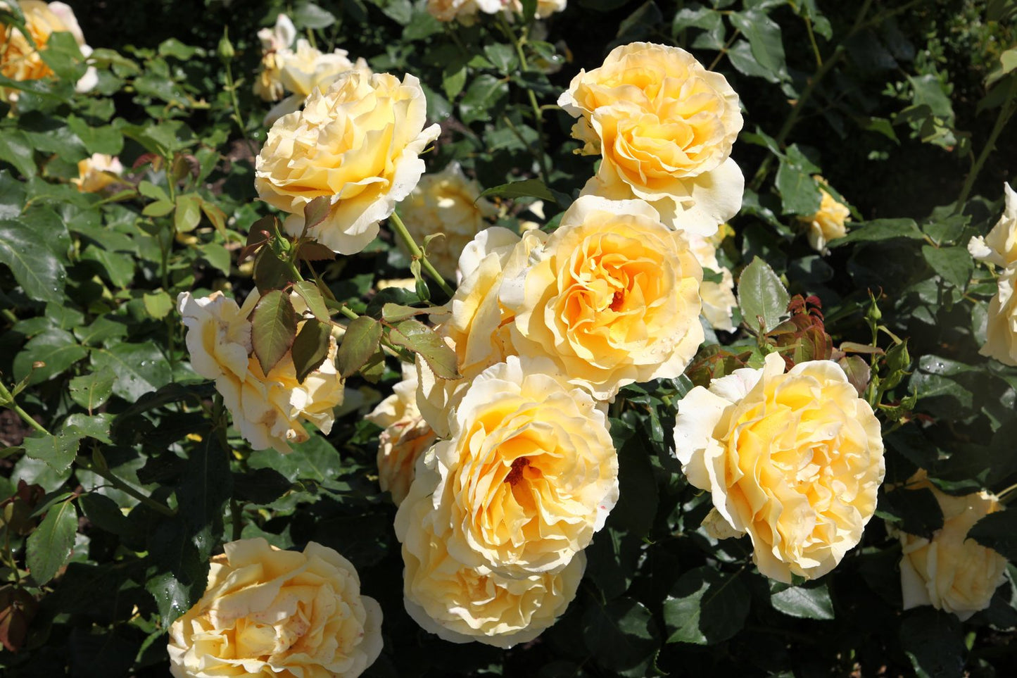 Rosa Tivoli 150