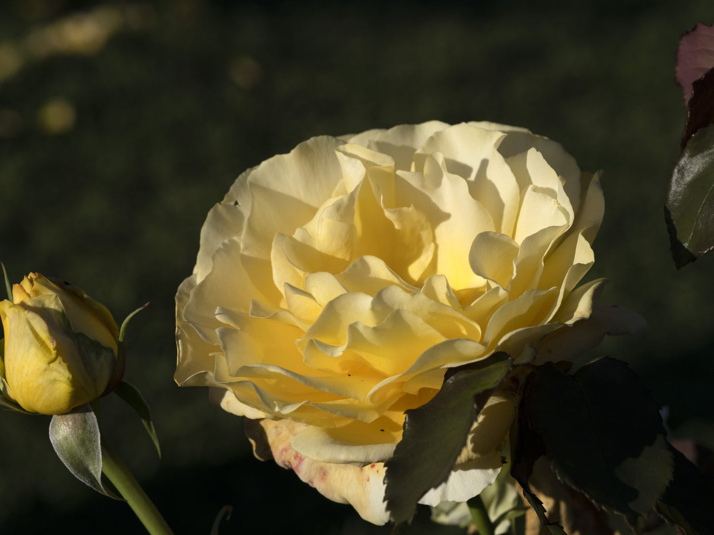 Rosa Tivoli 150