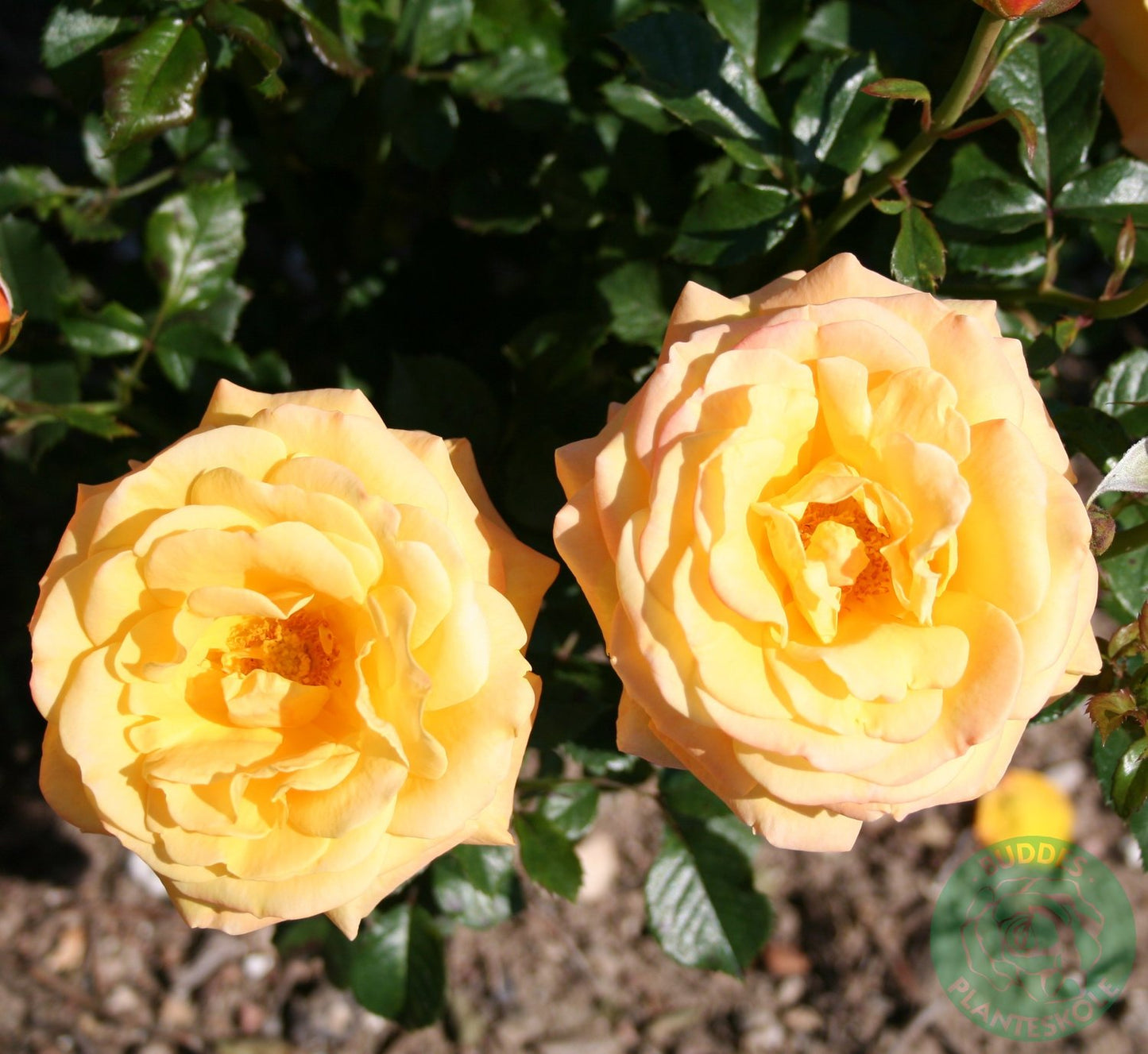Rosa Amber Flush