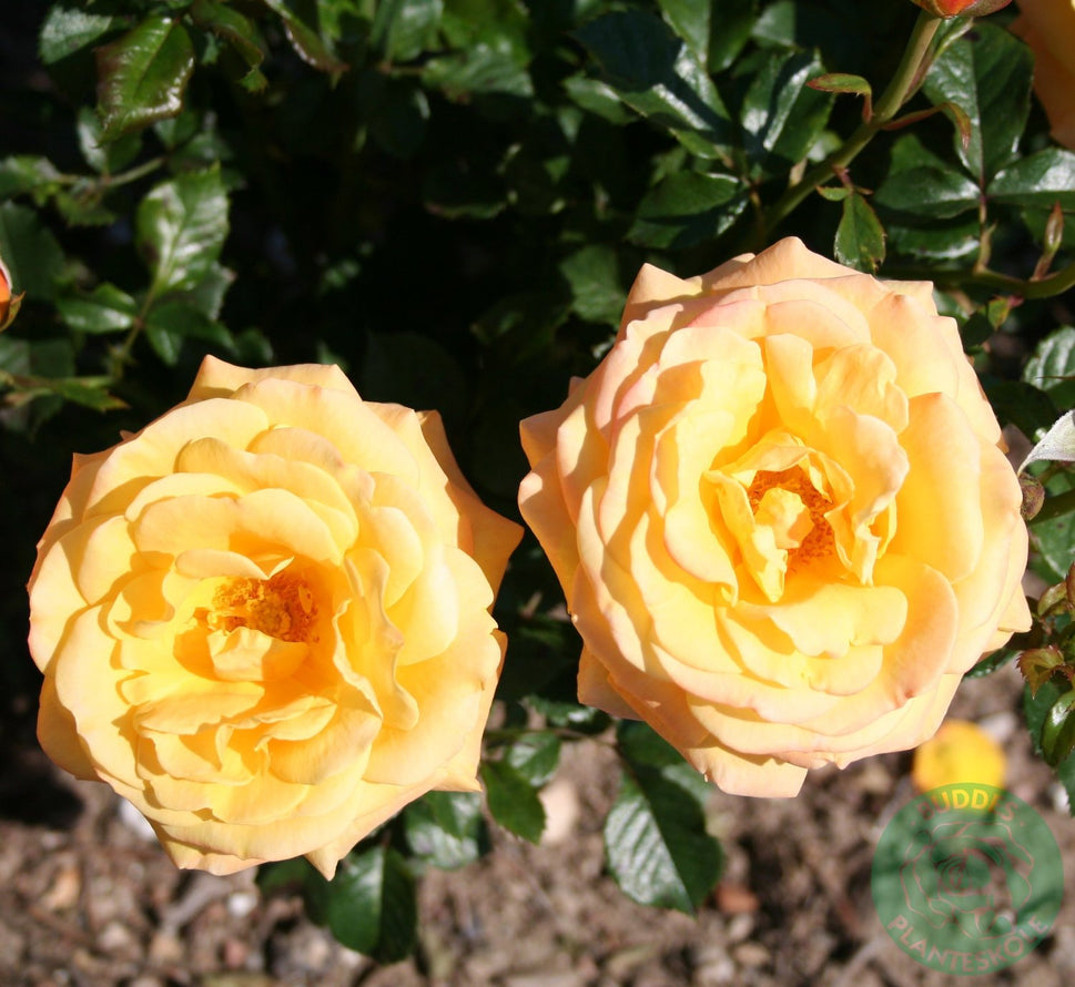 Rosa Amber Flush