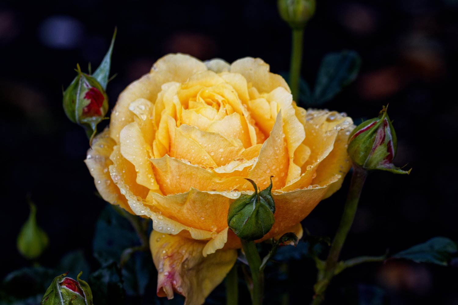 Rosa Amber Flush