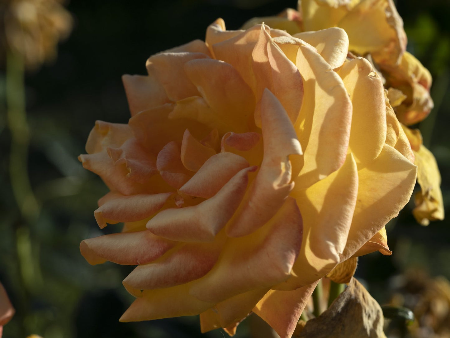 Rosa Amber Flush