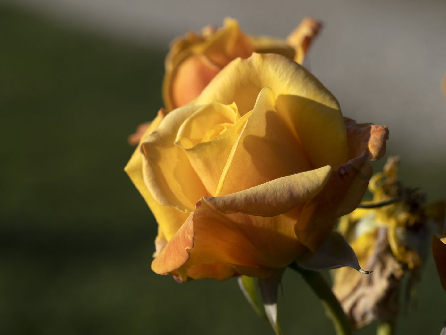 Rosa Amber Flush