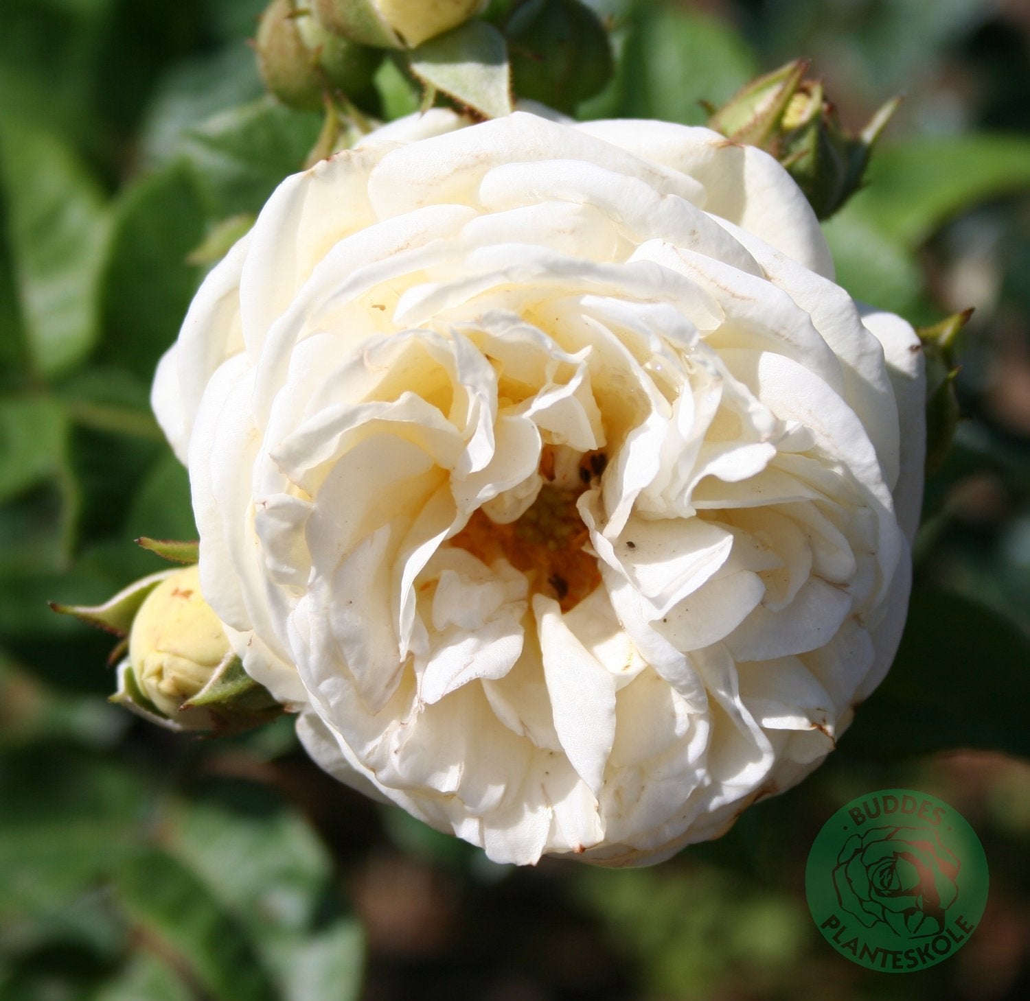 Rosa ARTEMIS