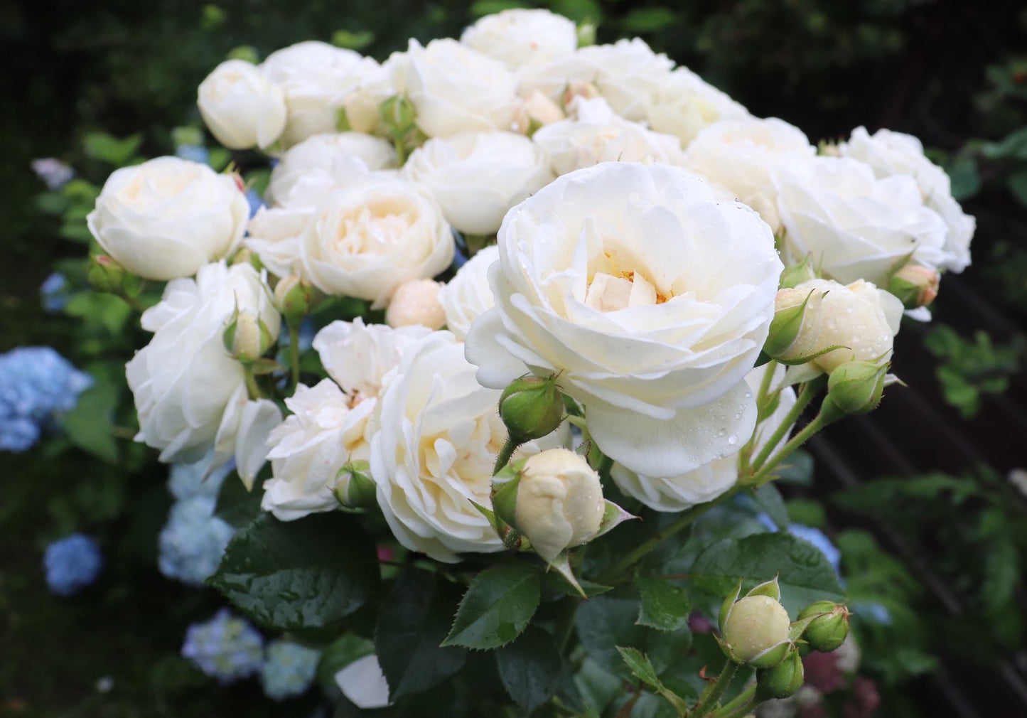 Rosa ARTEMIS
