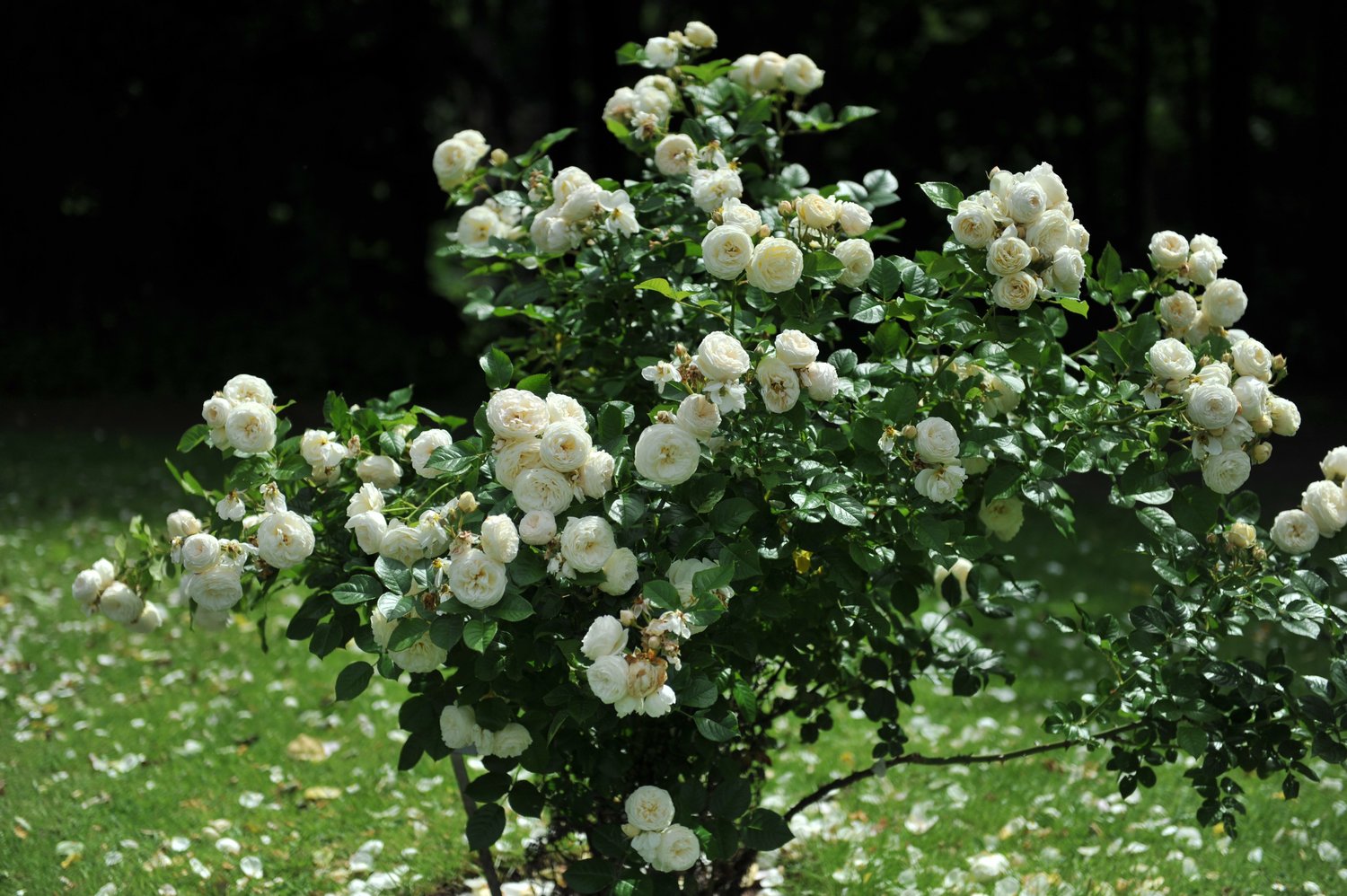 Rosa ARTEMIS
