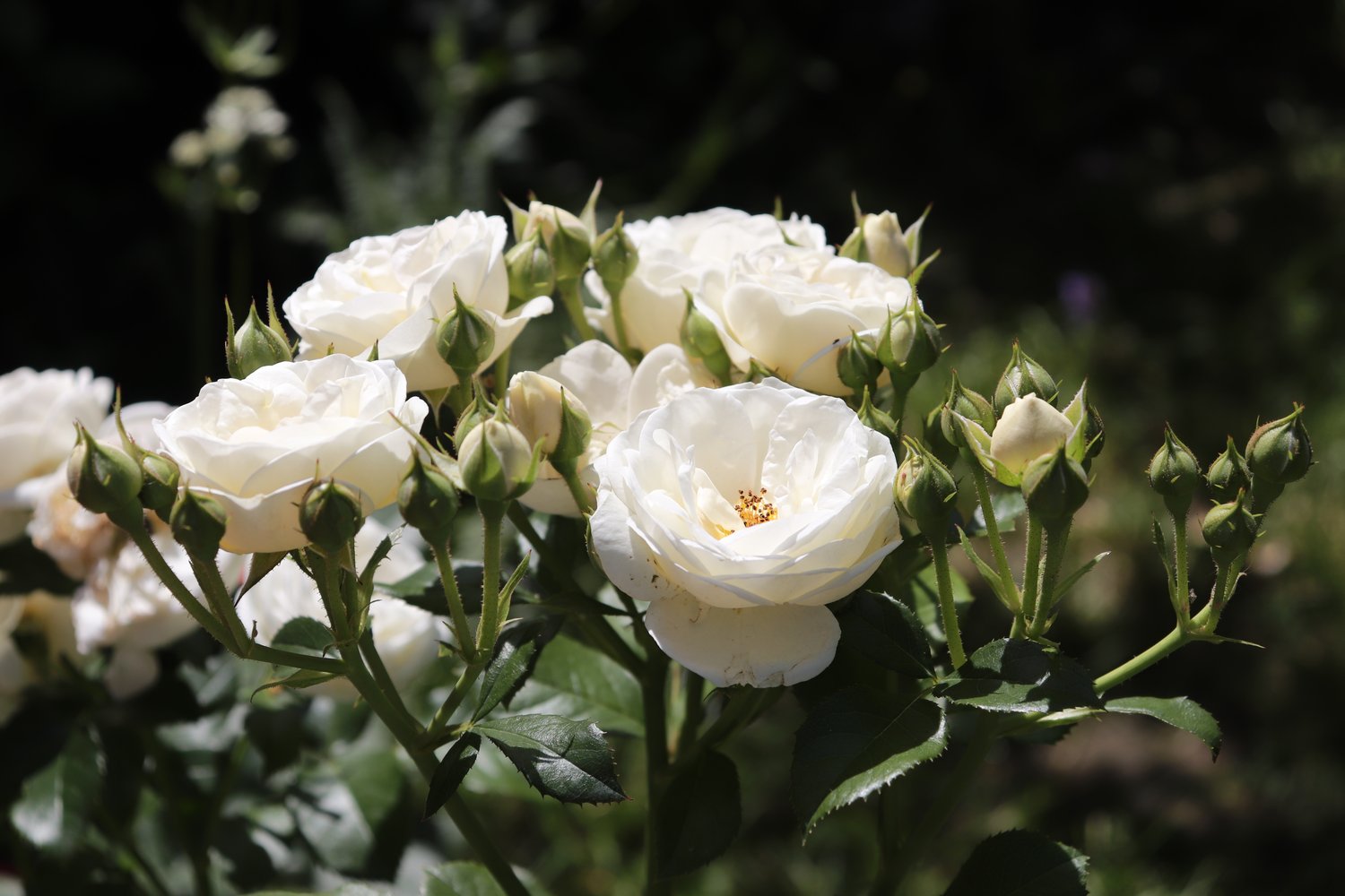 Rosa ARTEMIS