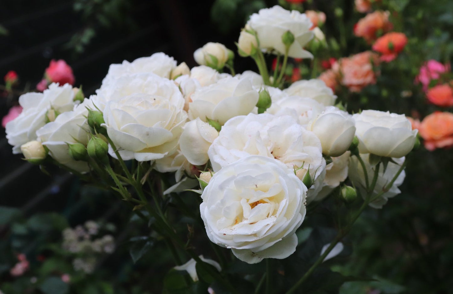 Rosa ARTEMIS