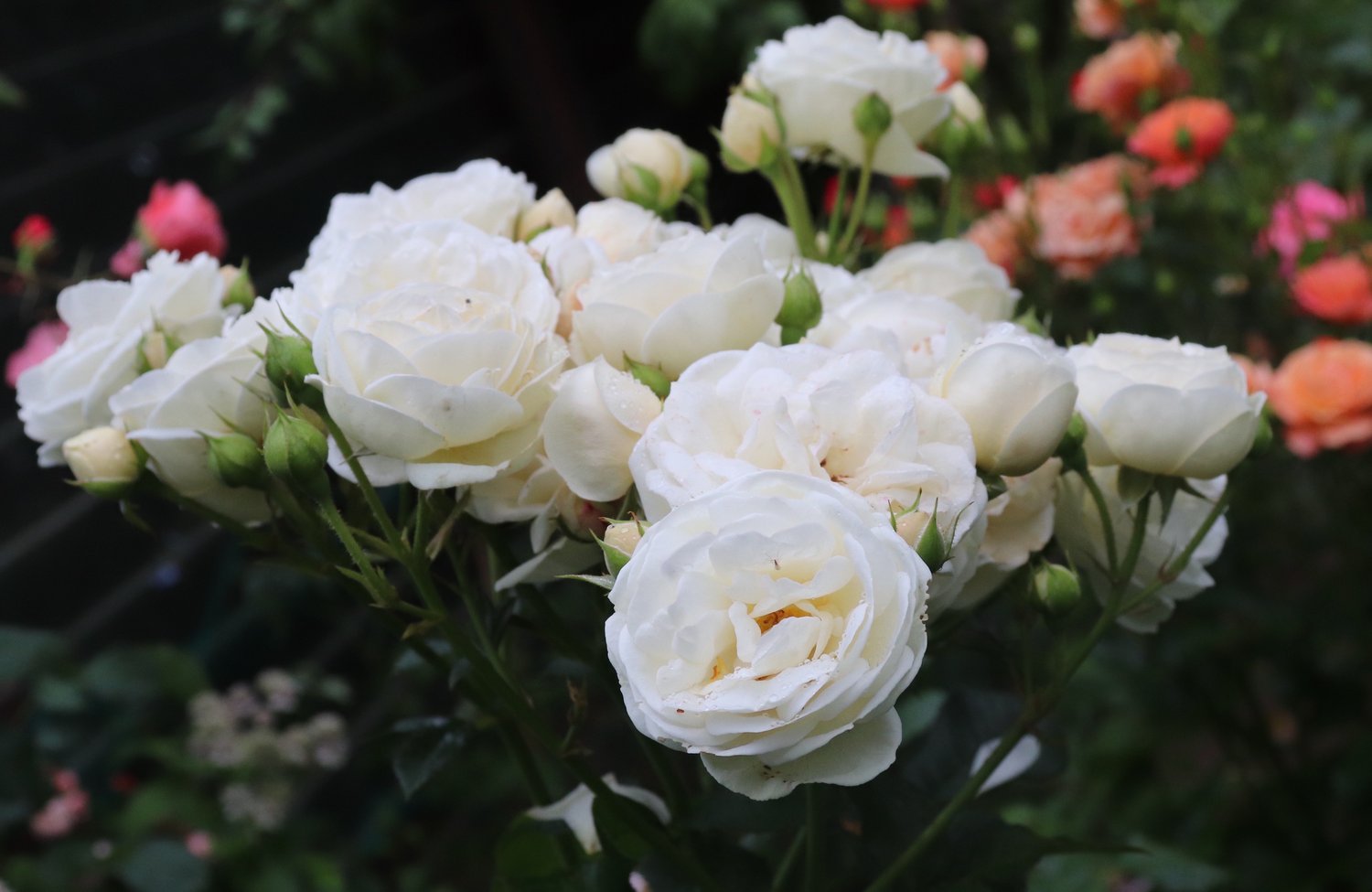 Rosa ARTEMIS