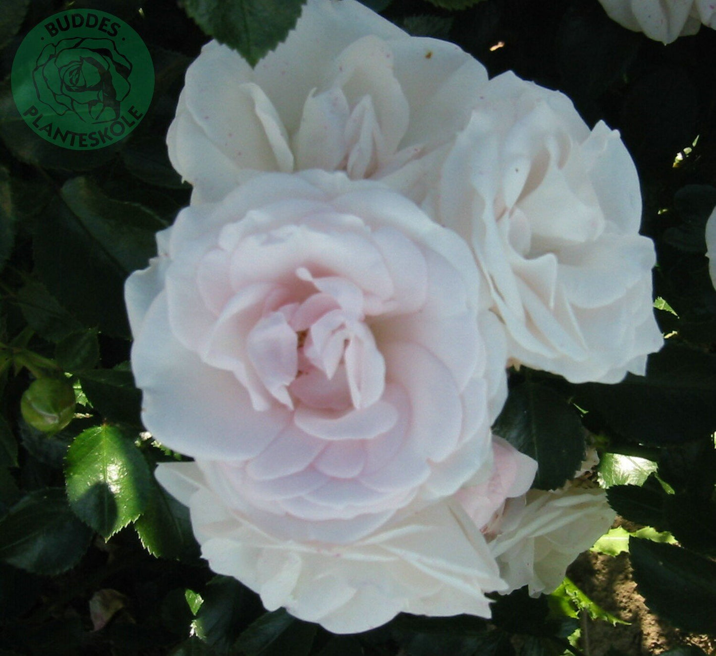 Rosa Aspirin