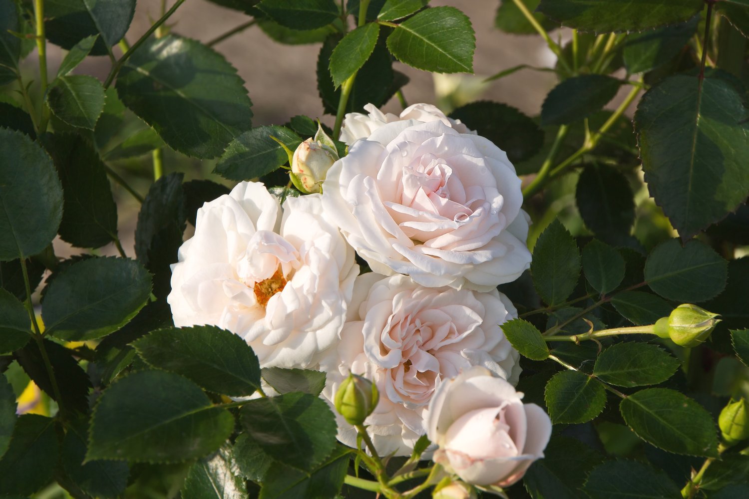 Rosa Aspirin