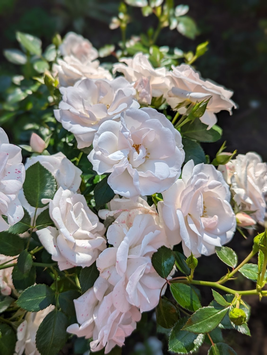 Rosa Aspirin