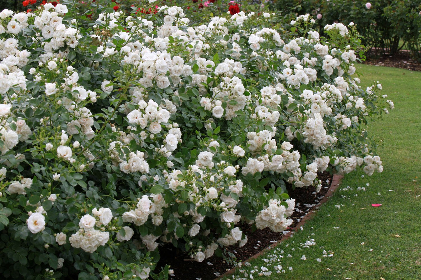 Rosa Aspirin