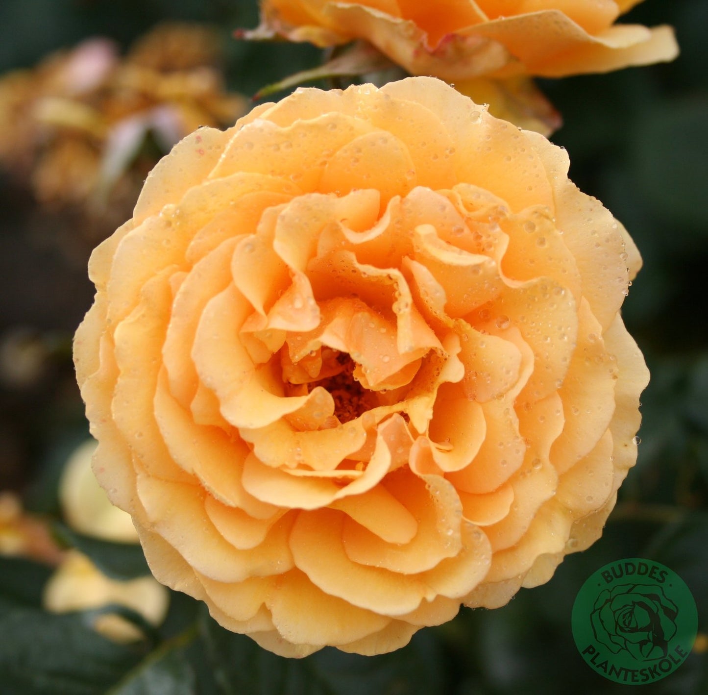 Rosa Bernstein-Rose