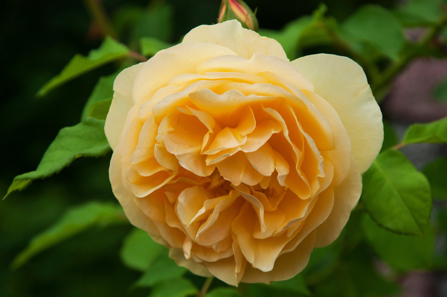 Rosa Bernstein-Rose