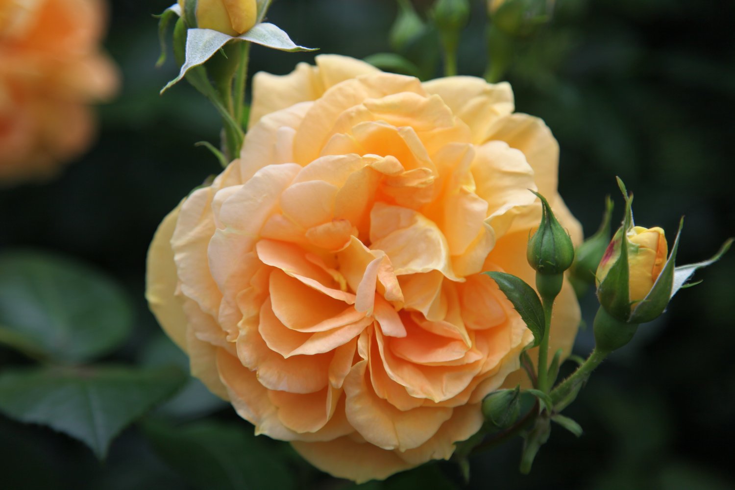 Rosa Bernstein-Rose