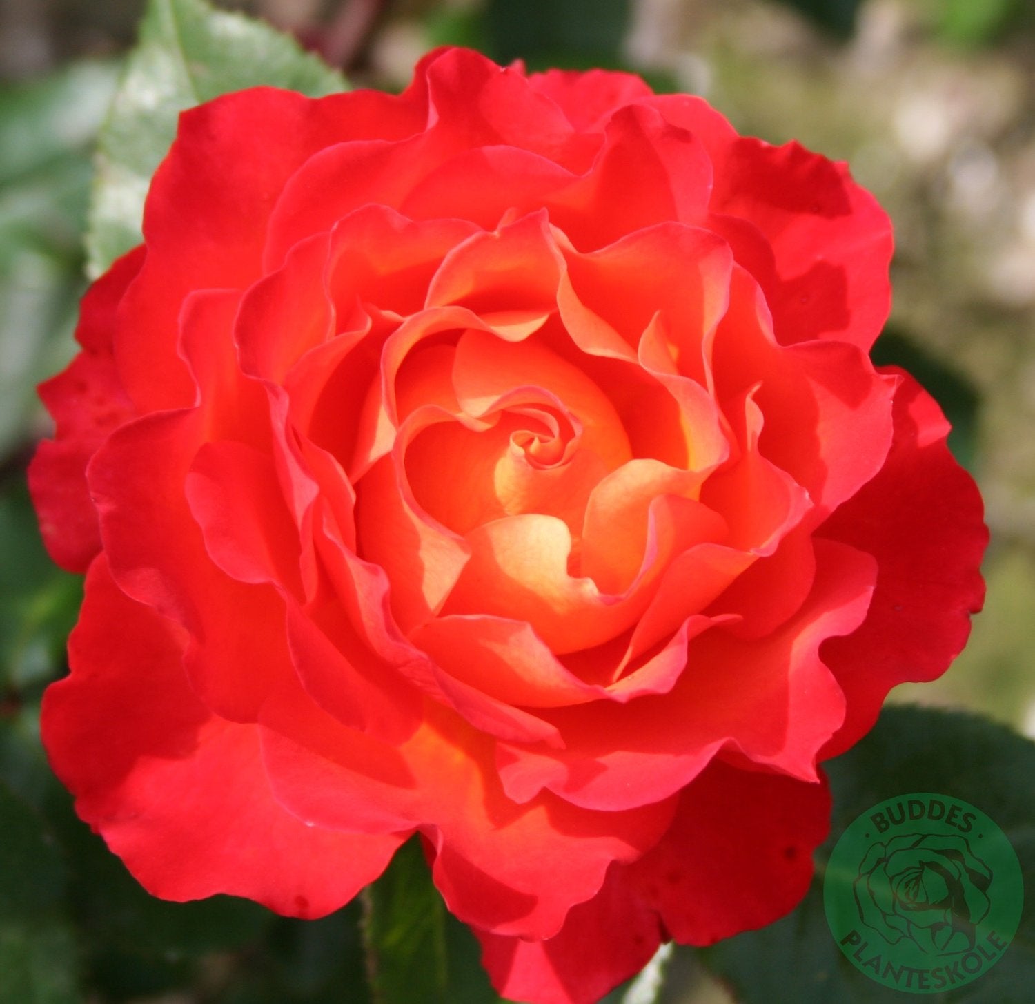 Rosa 'David® Rosenmager'