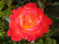 Rosa 'David® Rosenmager'