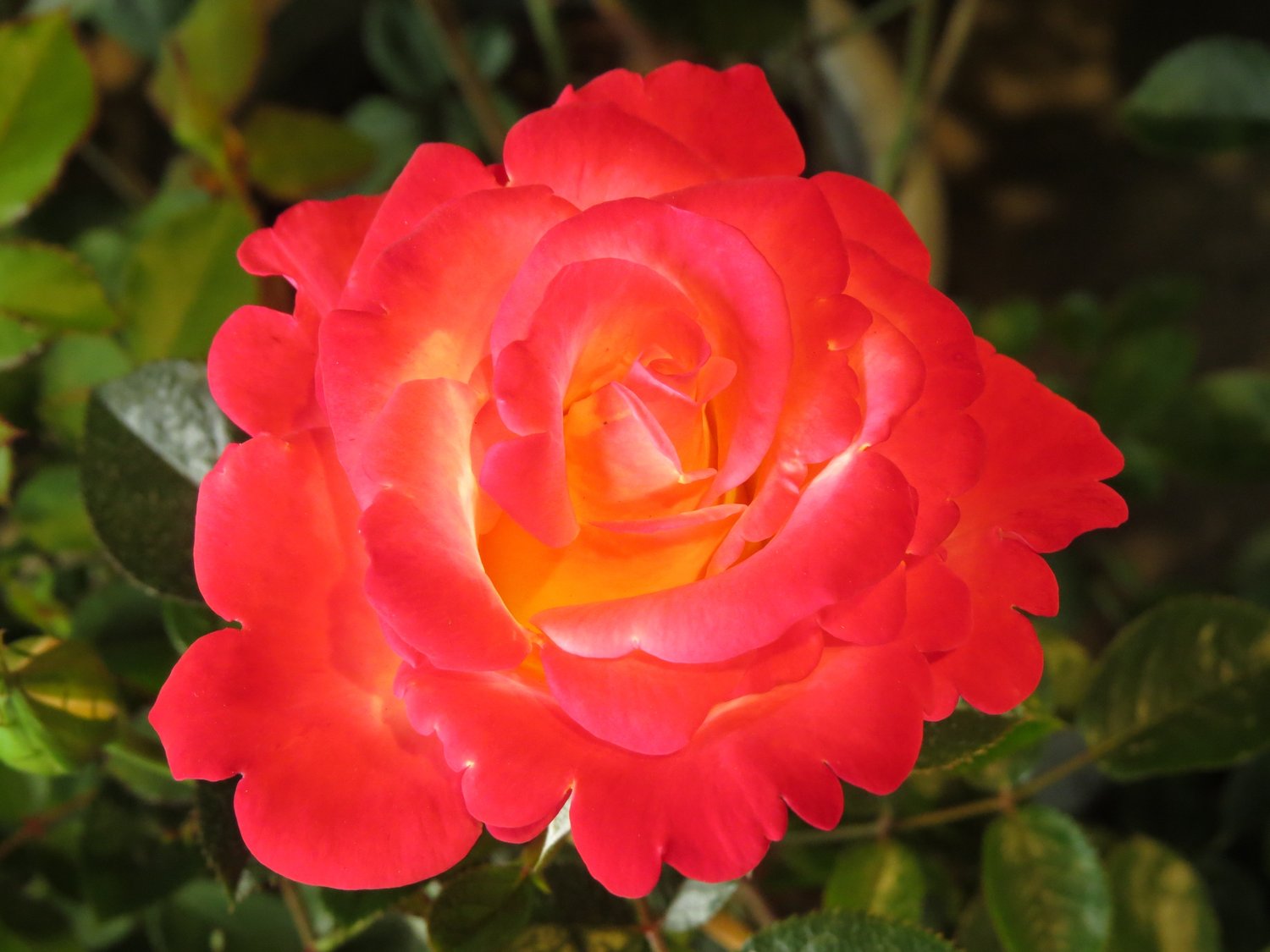 Rosa 'David® Rosenmager'