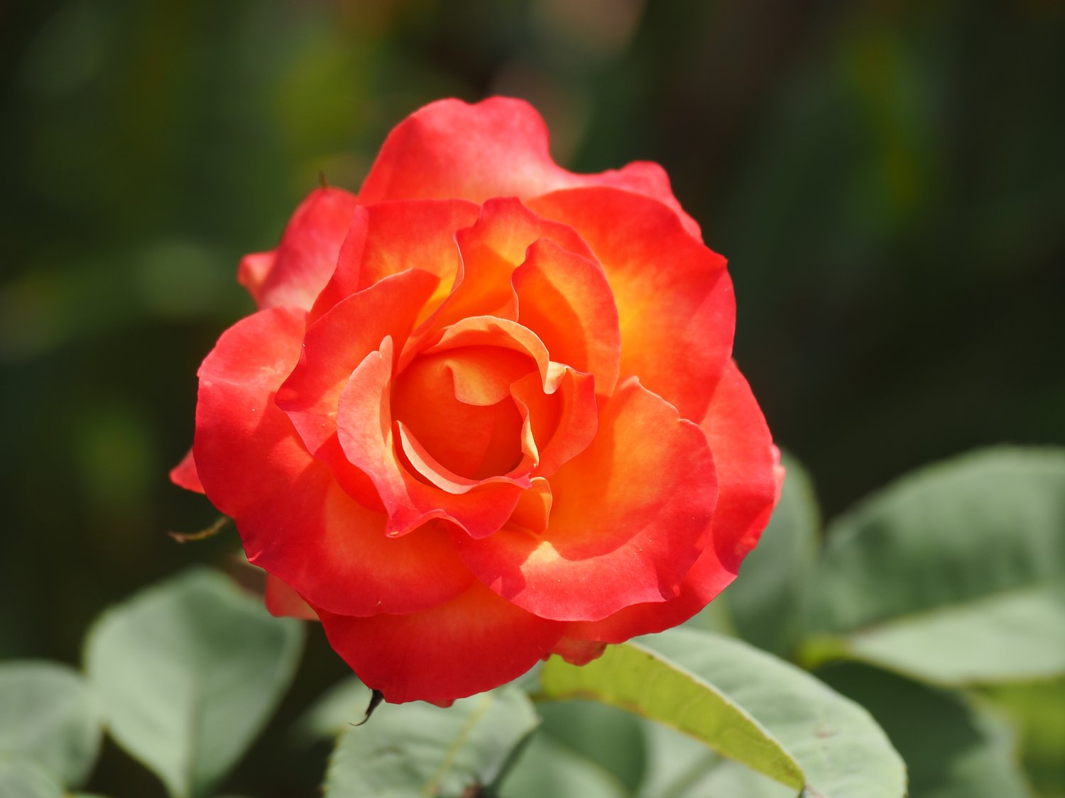 Rosa 'David® Rosenmager'