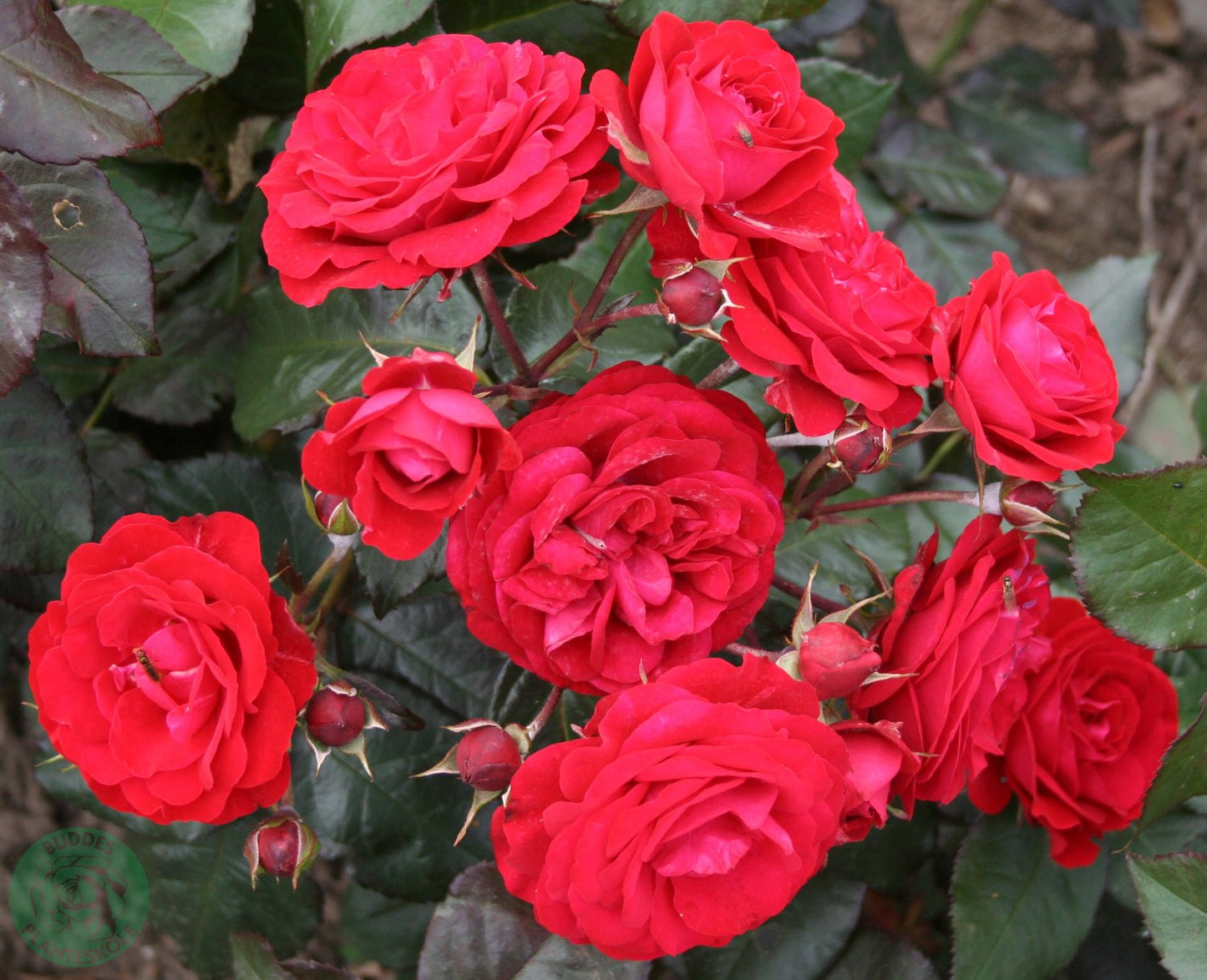 Rosa 'Europeana'
