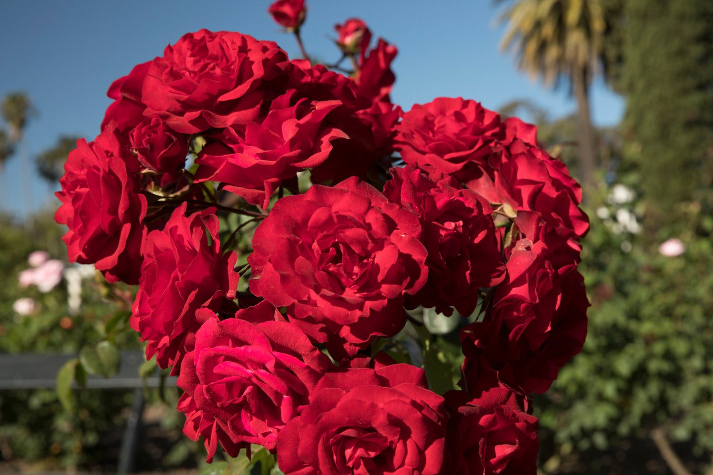 Rosa 'Europeana'
