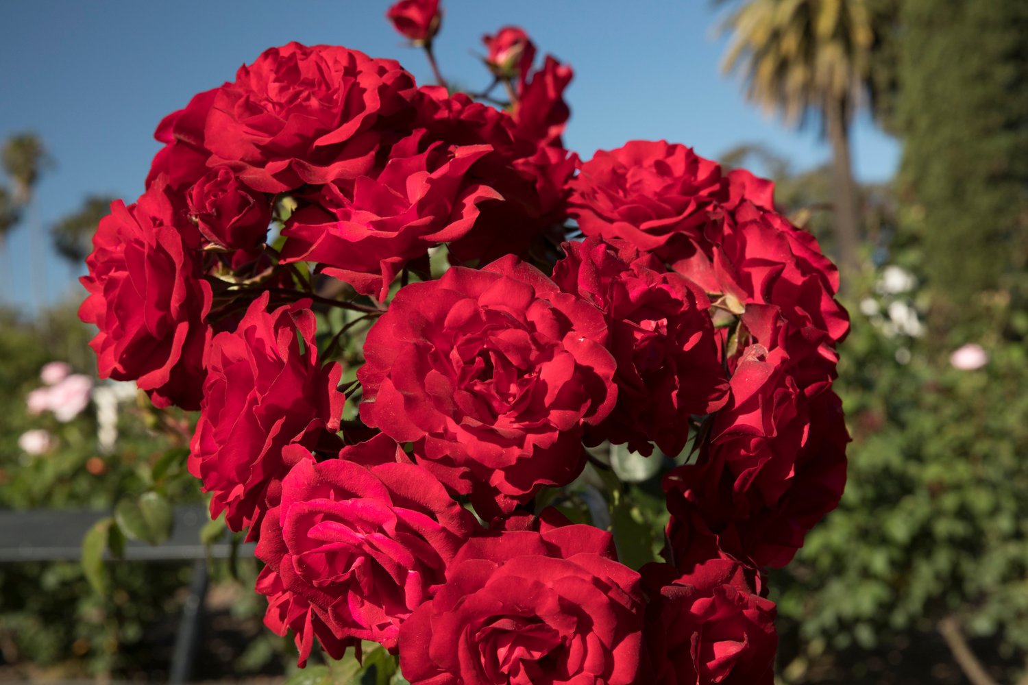 Rosa 'Europeana'