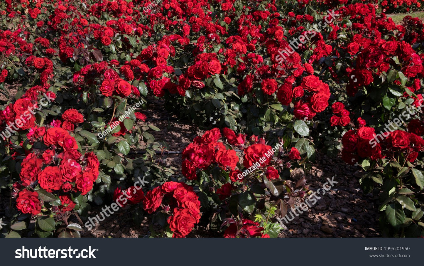 Rosa 'Europeana'