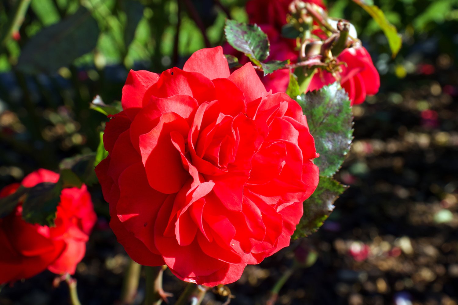 Rosa 'Europeana'